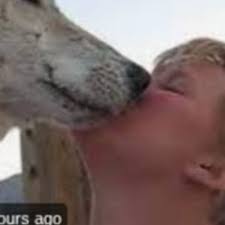2 Wolf 1 Girl Original Viral Video Clips Watch Full Video Link , 2 Wolf One Girl Viral Videos Download