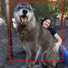 One wolf One girl 18+ Viral Video Original Link , Two Wolf One Girl Viral Video Download
